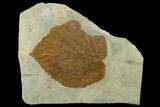 4.1" Fossil Leaf (Davidia) with Insect Predation - Montana - #130451-2